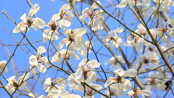 White Magnolia Flowers