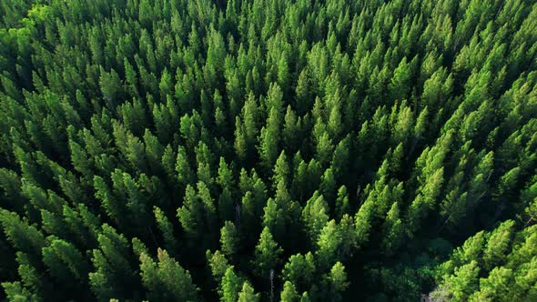 Beautiful tropical pine forest. 4K alt