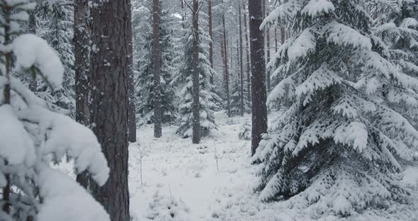 Snowflakes Falling in Snow Covered Winter Forest Moving Between Trees ...