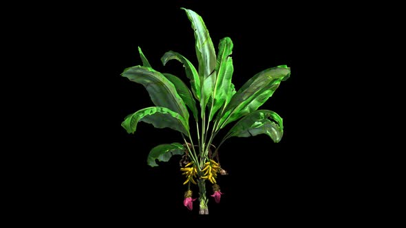 Banana Tree With Alpha Channel alt