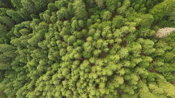 Descent From The Air Over A Fresh Evergreen Forest In The Mountains alt
