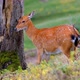 A Deer Rubbing Its Head With A Tree - VideoHive Item for Sale