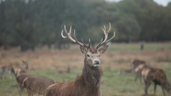 Proud Red deer antler stag standing in field autumn slow motion alt