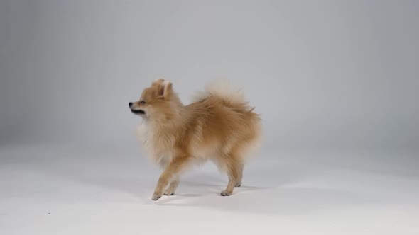 Pygmy Pomeranian Spitz on a Gray Gradient Background in the Studio alt