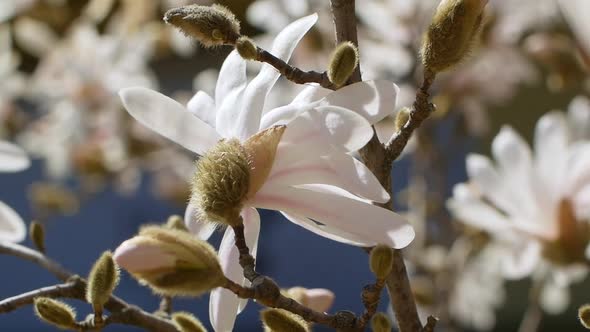White blooming Magnolia tree. Close up of magnolia blossoms in the spring season. alt