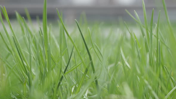 Cars And The Environment alt