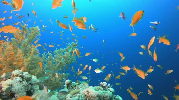 Tropical Underwater View alt