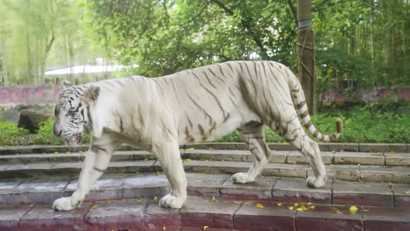 A Beautiful Healthy Balinese White Tiger with Black Stripes Listed in the Red Book Walks on Tile in