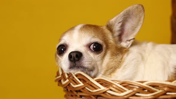 Chihuahua Dog Sits in a Basket on a Yellow Background