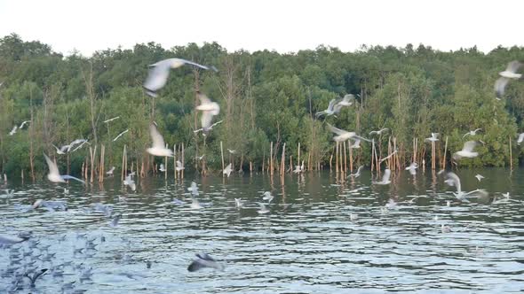 Seagull And Mangroves alt