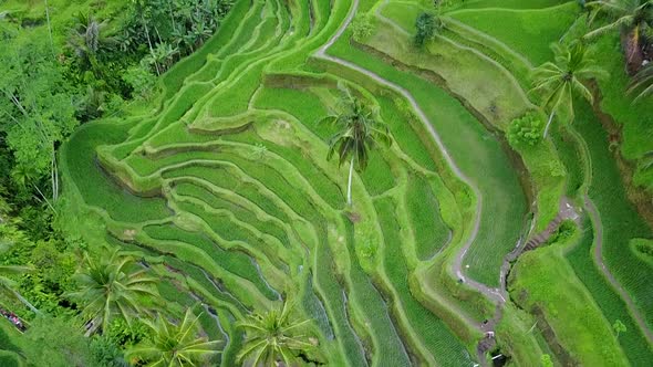 Top View of the Green Rice Terraces of Bali alt