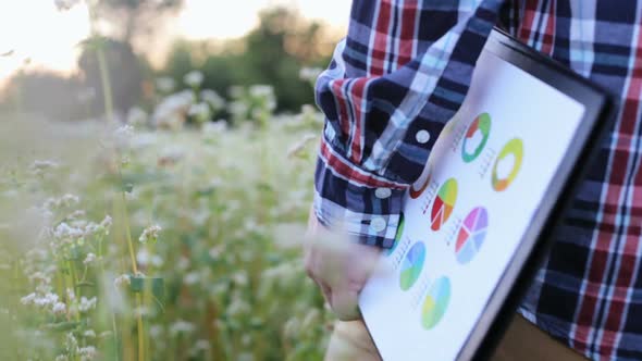 A young buckwheat farmer walks through the field with a profit growth chart in agribusiness. alt