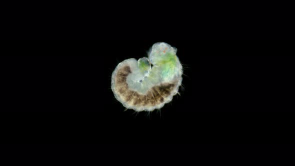 worm larva Nektoheta under a microscope, family Spionidae, class Polychaeta alt