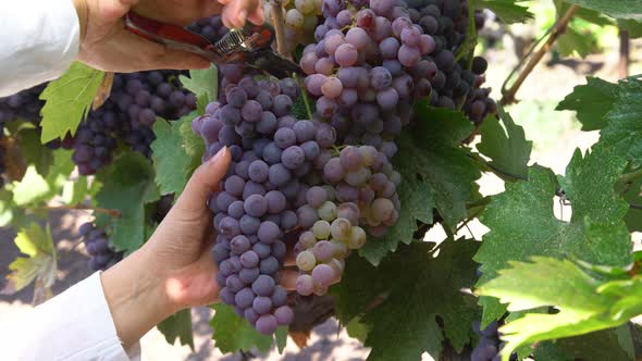 Grape Harvesting By Woman Farmer