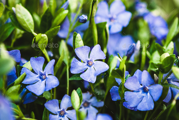 Vinca minor, Common periwinkle, Myrtle - ground cover plant with blue flowers - Stock Photo - Images