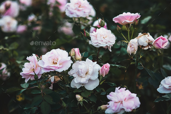 Flowering rosebush in rose garden, pink Morden Blush rose, Marshall, 1988 - Stock Photo - Images