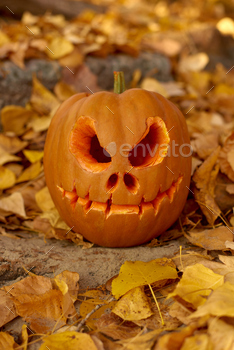 carved halloween jack pumpkin in autumn foliage on tree roots in forest or city park