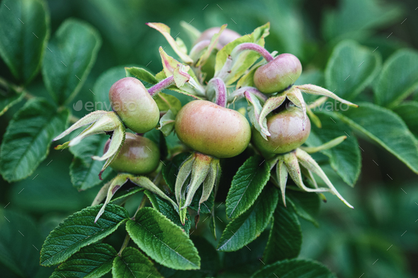 Green Rose hip, fruit of sweet-brier, unripe Rosa rugosa fruits growing on bush - Stock Photo - Images