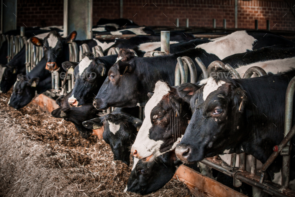 Dairy farm cows indoor in the shed. Cows in dairy farm Stock Photo by ...