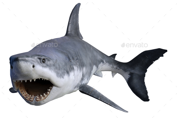 Shark isolated on white background. Great White Shark Attack.