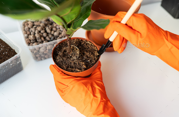 The process of transplanting a flowerpot-ficus lyrata. Hands holding a ficus transplant.  - Stock Photo - Images