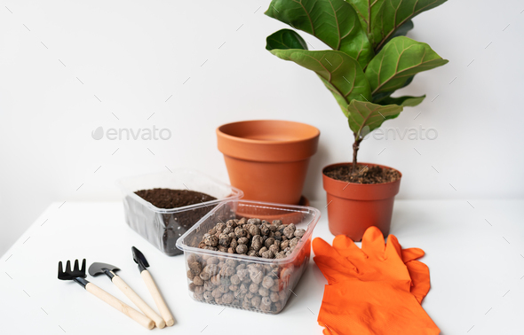 Accessories for transplanting a flowerpot-ficus lyrata. Potted home plant ficus lyrata. - Stock Photo - Images
