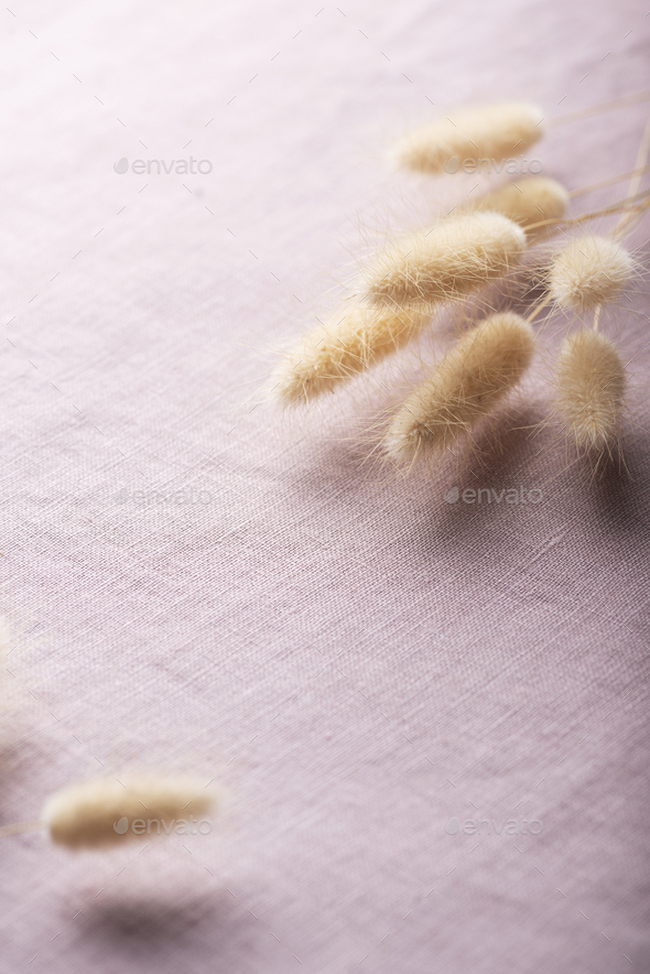 Dry Lagurus ovatus on the lilac linen fabric - Stock Photo - Images