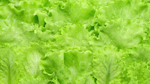 fresh lettuce leaf close up. green salad lettuce. Healthy food and vegetarian concept.