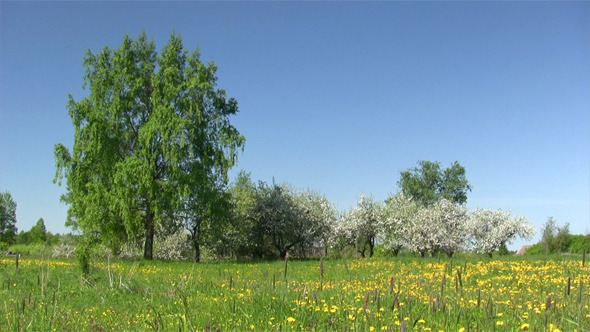 Blooming Apple-Tree In Spring Time