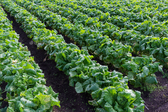 Chinese flowering cabbage planting in field Stock Photo by leungchopan