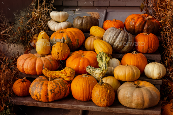 Pumpkin standing out of the crowd. Autumn. Fresh and colorful pumpkins