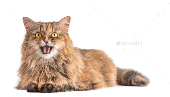 Surprised cat. Open mouth in surprise. Cat with yellow eyes isolated on white background.
