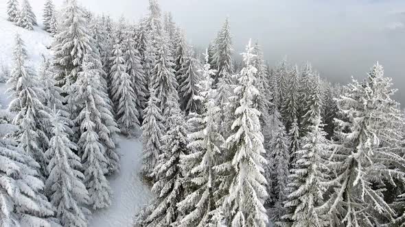 Aerial Top Down Flyover Shot of Winter Spruce and Pine Forest. Trees Covered with Snow