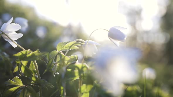 Pan along cluster of wood anemone flowers, shallow depth of field alt