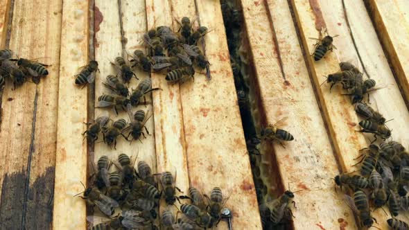 Beautiful Winged Bee Slowly Flies to Beehive Collect Nectar on Private Apiary from Live Flowers