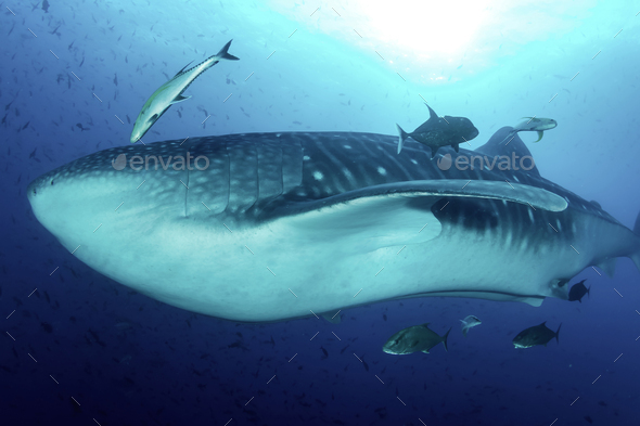 Whale Shark  Rhincodon typus