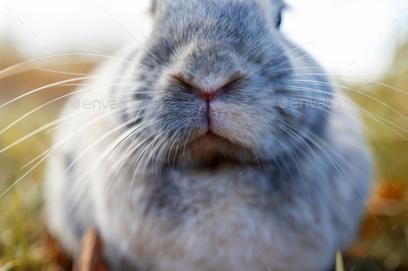 Adult grey Bunny Rabbit Sitting Alert in autumn Forest Preserve, Narrow Depth of Field, Soft Focus,