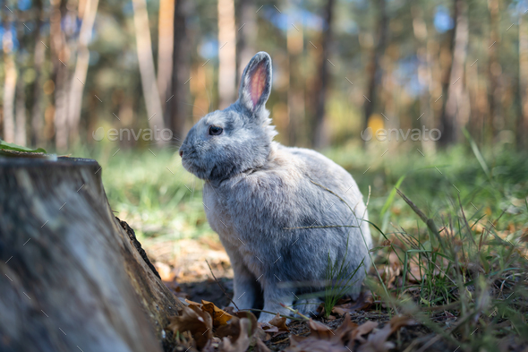 Adult grey Bunny Rabbit Sitting Alert in autumn Forest Preserve, Narrow Depth of Field, Soft Focus,