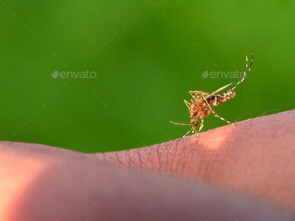 Mansonia Mosquito Stock Photo By Gallery_arief | PhotoDune