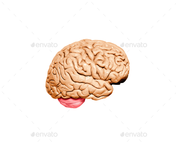 Human brain model - Stock Photo - Images
