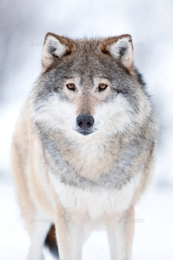 Eurasian wolf on field with snow during winter - Stock Photo - Images