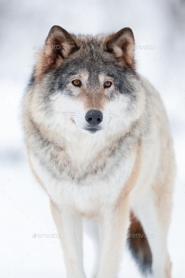 Eurasian wolf looking away in a white winter landscape - Stock Photo - Images