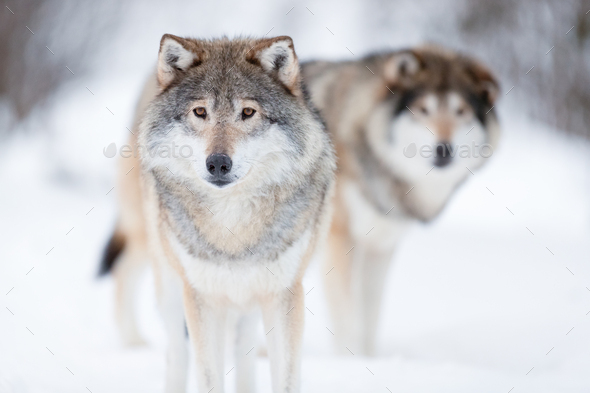 Alert wolves standing on snowy white winter landscape - Stock Photo - Images