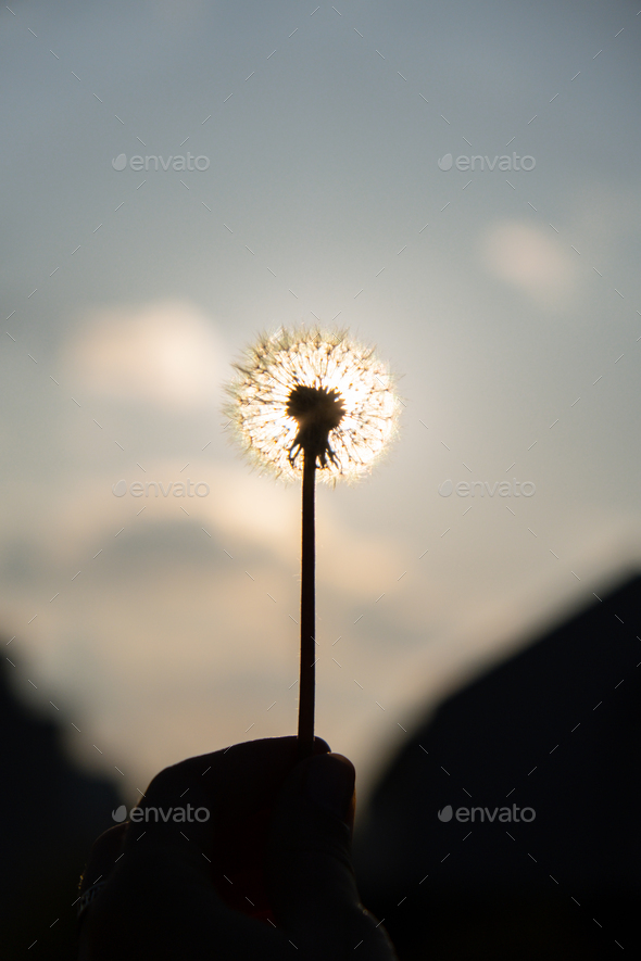 Female hand holding Dandelion blossom at sunset. Fluffy dandelion bulb gets swept away by morning