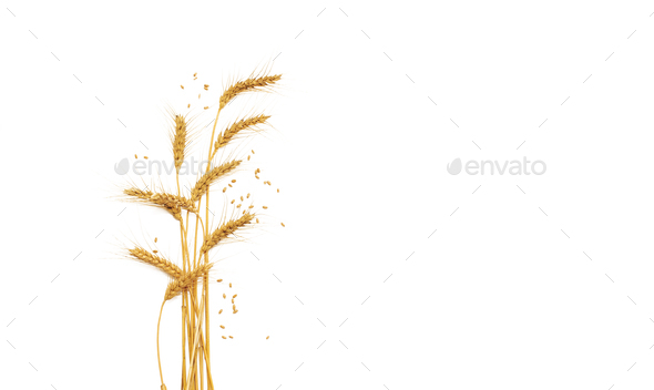 Ears of wheat isolated on white background. The problem of Ukrainian wheat exports