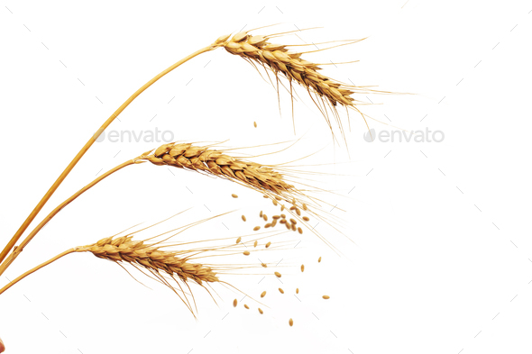 Ears of wheat isolated on white background. The problem of Ukrainian wheat exports