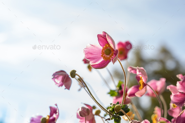 Gentle purple anemone flowers on natural background