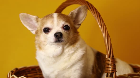 Chihuahua Dog Sits in a Basket on a Yellow Background