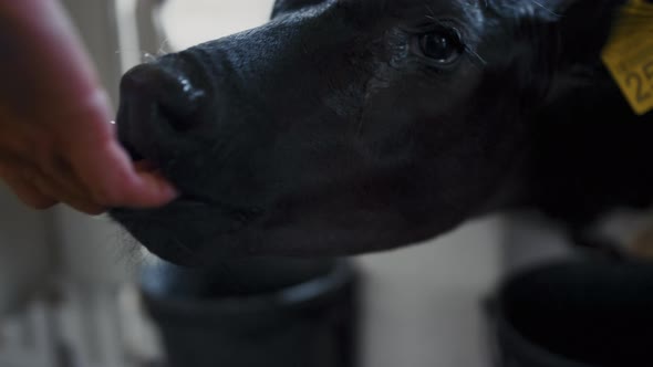 Funny Calf Licking Hand Unknown Farmer on Dairy Farm Close Up alt