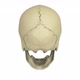 Skull Model - VideoHive Item for Sale